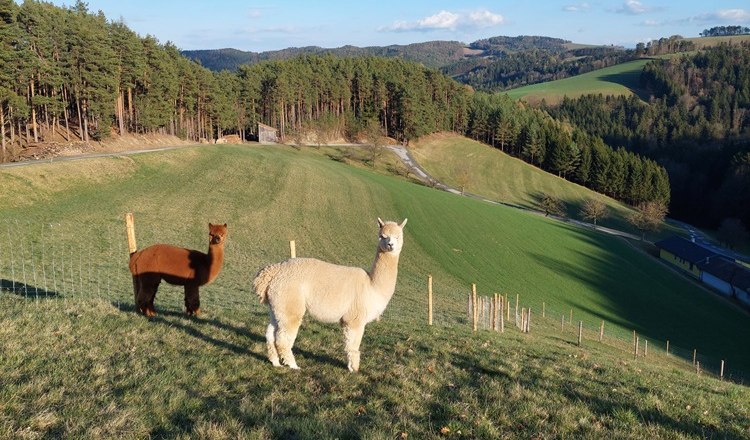 Bob, Dave & Zeus am Leitenviertler Alpakahof, © Tanja Piribauer, Leitenviertler Alpakahof Zwei Alpakas auf einer grünen Wiese mit Hügeln und Wald im Hintergrund.