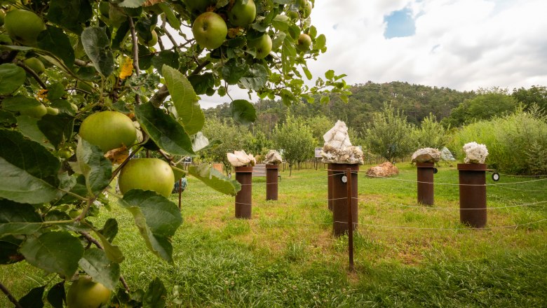 Naturhotel Gut Guntrams Gartenlofts, © Niederösterreich Werbung / Maximilian Pawlikowsky Apfelbaum im Vordergrund, Skulpturen auf Sockeln im Hintergrund, grüne Wiese und bewölkter Himmel.