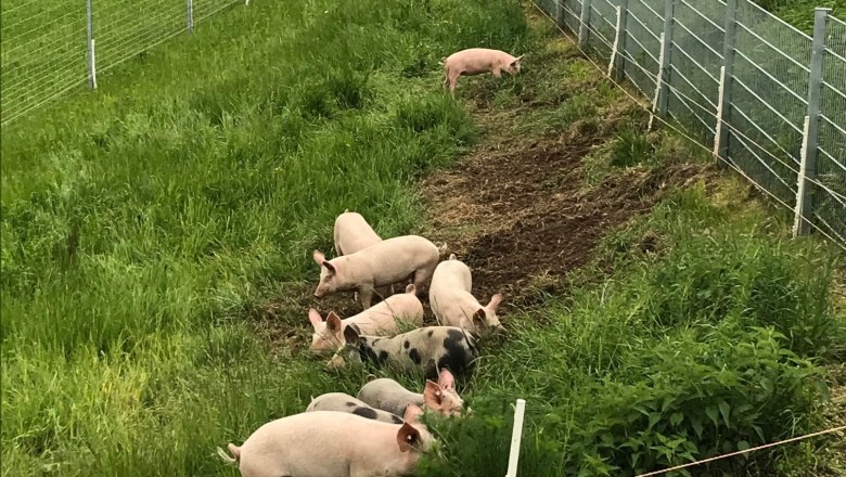 Schweine auf einer grünen Wiese neben einem Zaun auf dem Biohof Bernstein.