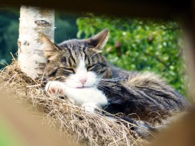Auch ICH mache URLAUB in der BUCKLIGEN WELT,... (Copyright: Karl Gradwohl), &copy; Wiener Alpen in Nieder&ouml;sterreich - Bad Sch&ouml;nau
