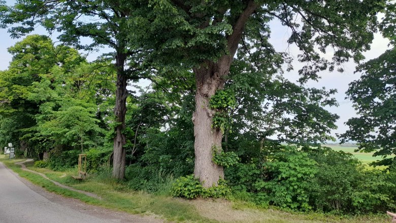 Ein großer Baum steht am Straßenrand neben einer Landstraße.