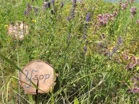 "W&Uuml;DE" WIES&acute;N (Copyright: Karl Gradwohl), &copy; Wiener Alpen in Nieder&ouml;sterreich - Bad Sch&ouml;nau