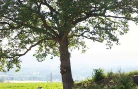 Zwei Personen spazieren unter einem großen Baum in einer ländlichen Landschaft.