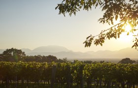 Weinberge bei weichem Licht im Sonnenuntergang mit Blick auf die Alpen.