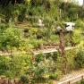 Terrassierter Garten mit &uuml;ppiger Vegetation und dekorativen Elementen.