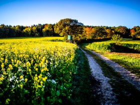 Feldweg in gr&uuml;ner, flacher Landschaft