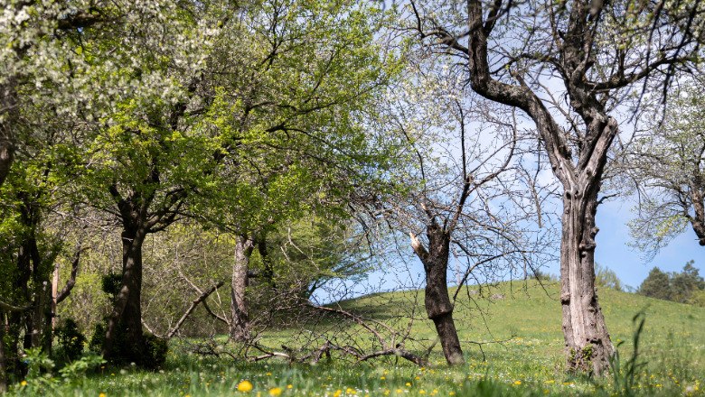 Bl&uuml;hende B&auml;ume und gr&uuml;ne Wiese im Fr&uuml;hling.