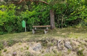 Bank unter einem Baum in einem Waldgebiet.