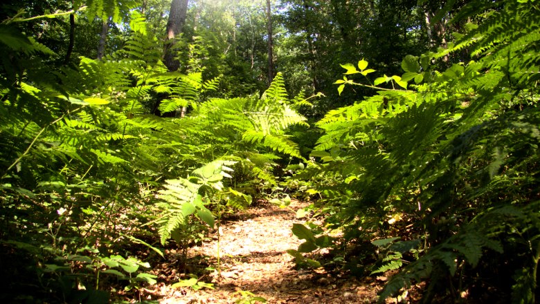 Ein sonniger Waldweg umgeben von grünen Farnen und Bäumen.