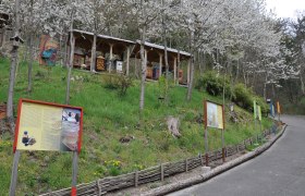Ein Bienenlehrpfad mit Informationstafeln und Bienenstöcken unter blühenden Bäumen.