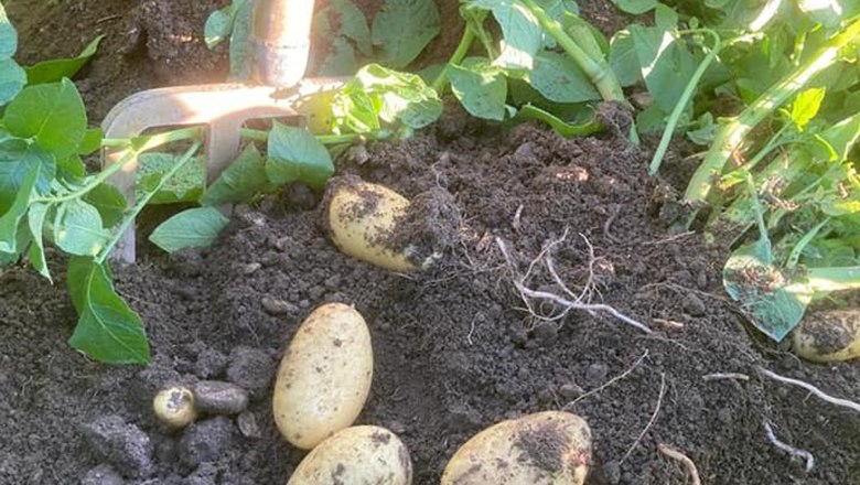 Geerntete Kartoffeln liegen auf der Erde neben Kartoffelpflanzen.