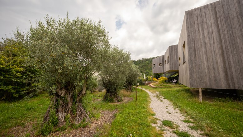 Moderne Gebäude neben Olivenbäumen in einer grünen Landschaft.