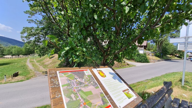 Ein Informationsschild über den Obstlehrpfad in Hollenthon steht neben einer Straße unter einem Baum.