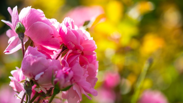 Nahaufnahme von rosa Rosenblüten im Sonnenlicht mit unscharfem, gelb-grünem Hintergrund.