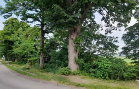 Ein großer Baum steht am Straßenrand neben einer Landstraße.
