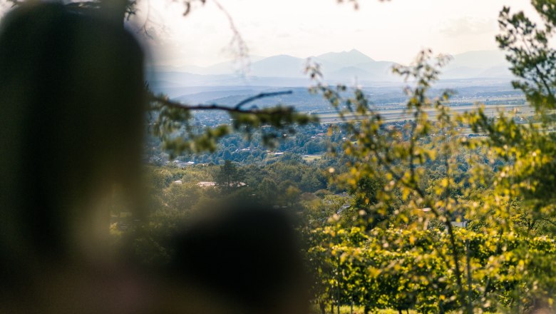 Blick durch B&auml;ume auf eine weite Landschaft mit Bergen im Hintergrund.